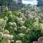 Hortenzia metlinatá (Hydrangea paniculata) ´GRANDIFLORA´- výška 20-30 cm, kont. C2L